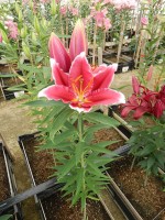 [4269 Metropolitan No01.JPG]